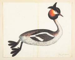 Offset Lithograph of "Great Crested Grebe" from the "The Great Bird Book" by Olof Rudbeck The Younger