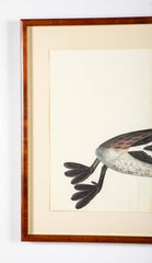 Offset Lithograph of "Great Crested Grebe" from the "The Great Bird Book" by Olof Rudbeck The Younger