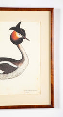 Offset Lithograph of "Great Crested Grebe" from the "The Great Bird Book" by Olof Rudbeck The Younger
