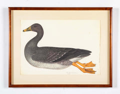 Offset Lithograph of "Greylag Goose" PL 21  from the "The  Great Bird Book" by Olof Rudbeck The Younger