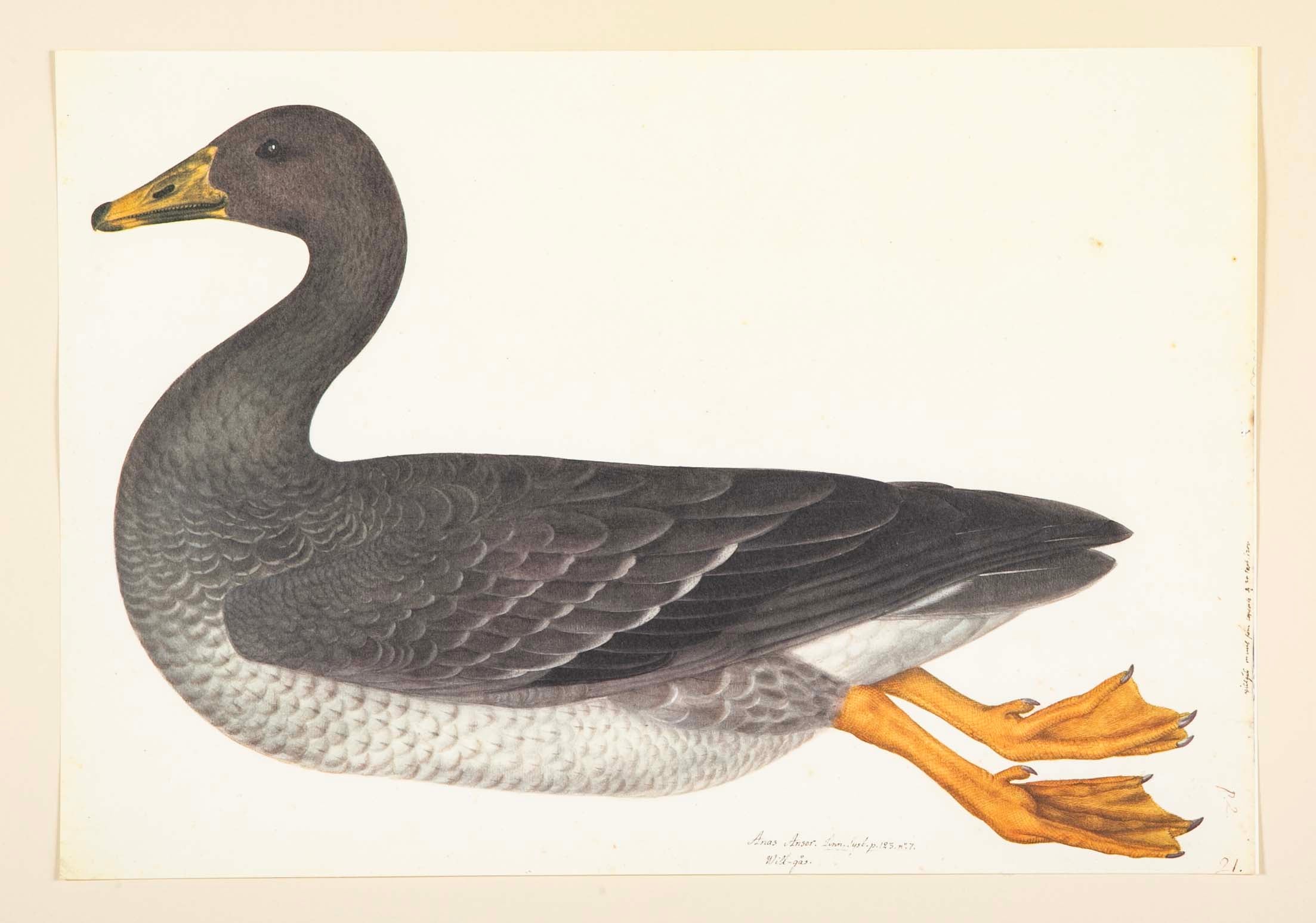 Offset Lithograph of "Greylag Goose" PL 21  from the "The  Great Bird Book" by Olof Rudbeck The Younger