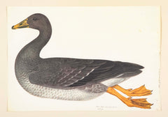 Offset Lithograph of "Greylag Goose" PL 21  from the "The  Great Bird Book" by Olof Rudbeck The Younger