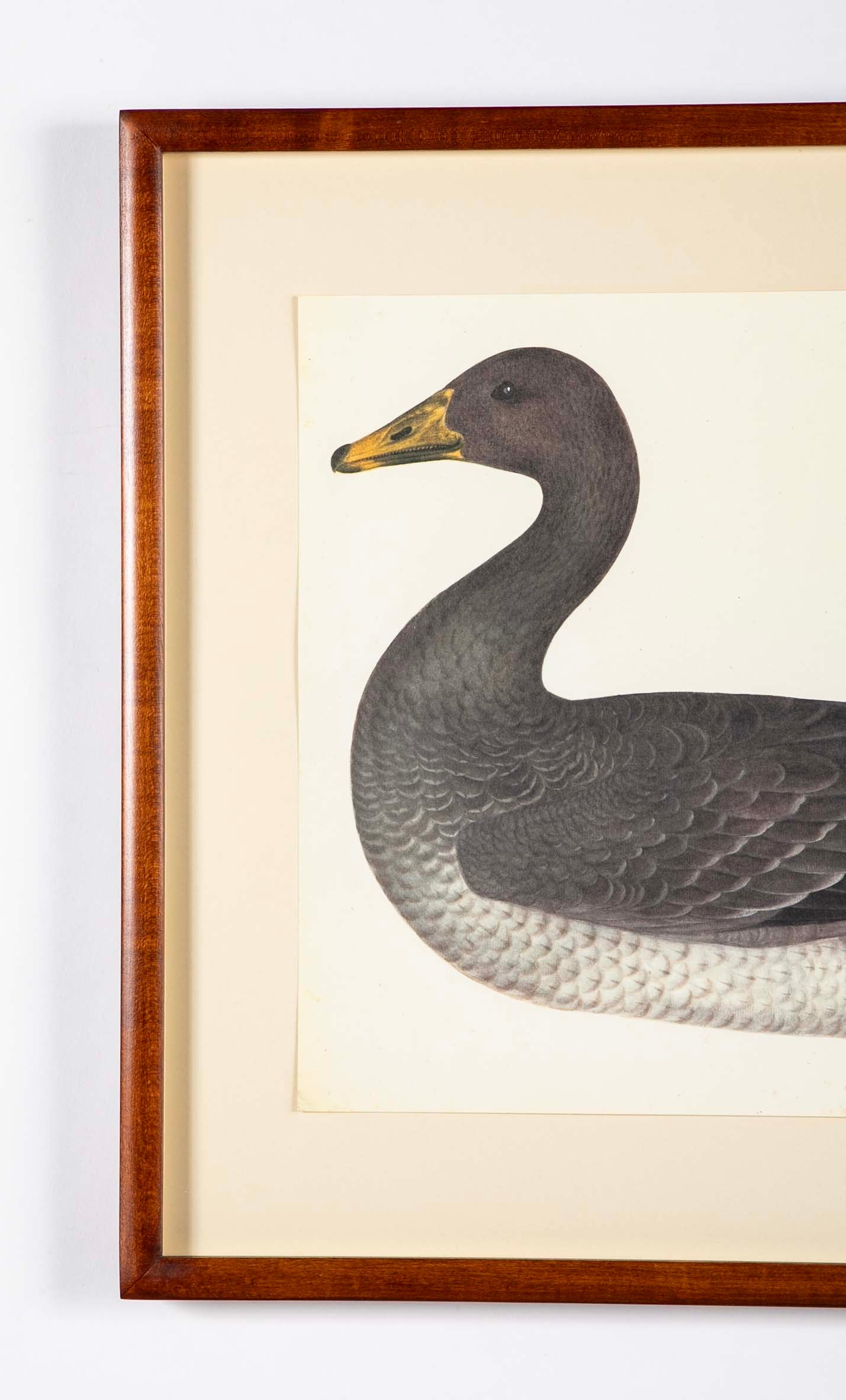 Offset Lithograph of "Greylag Goose" PL 21  from the "The  Great Bird Book" by Olof Rudbeck The Younger