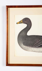 Offset Lithograph of "Greylag Goose" PL 21  from the "The  Great Bird Book" by Olof Rudbeck The Younger