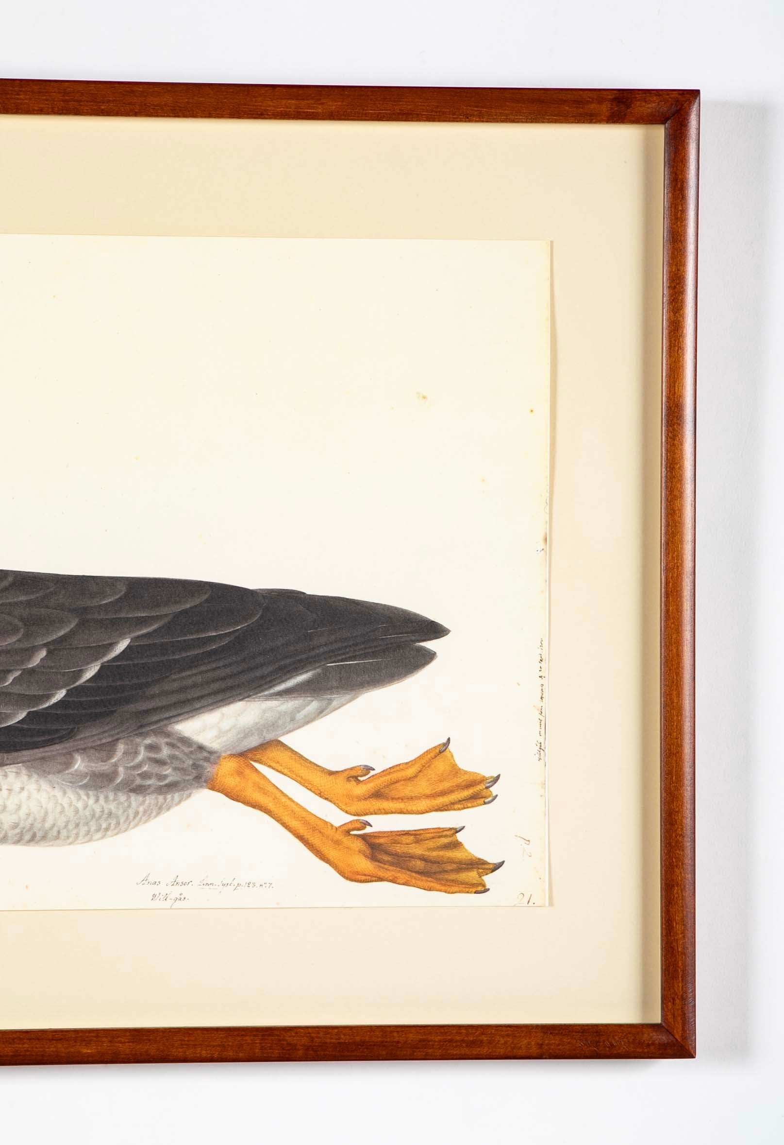Offset Lithograph of "Greylag Goose" PL 21  from the "The  Great Bird Book" by Olof Rudbeck The Younger