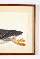 Offset Lithograph of "Greylag Goose" PL 21  from the "The  Great Bird Book" by Olof Rudbeck The Younger