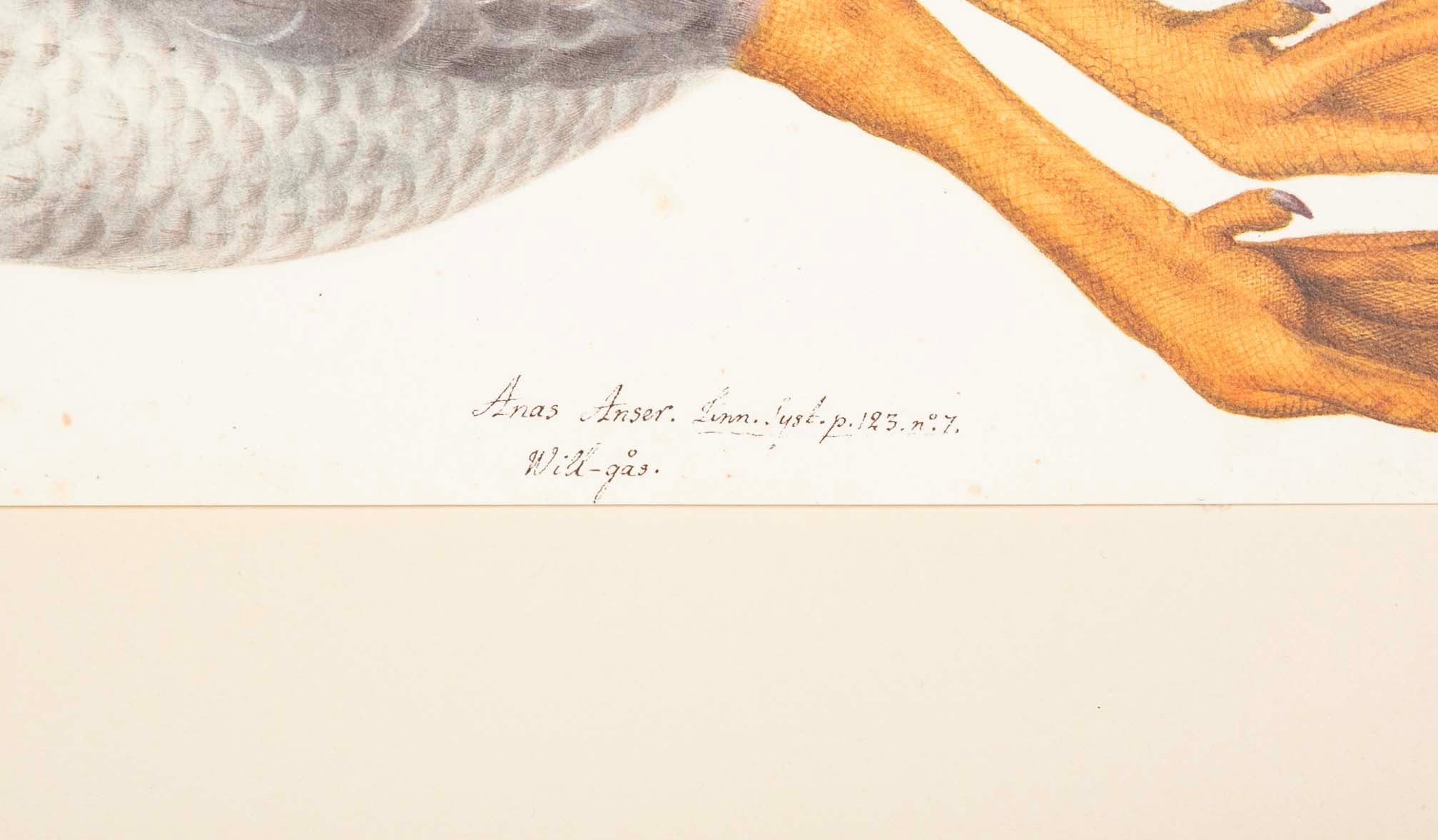 Offset Lithograph of "Greylag Goose" PL 21  from the "The  Great Bird Book" by Olof Rudbeck The Younger