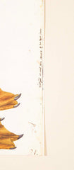 Offset Lithograph of "Greylag Goose" PL 21  from the "The  Great Bird Book" by Olof Rudbeck The Younger