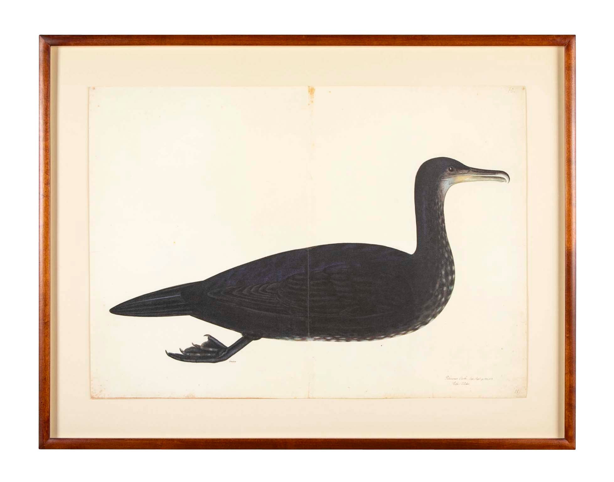Offset Lithograph of "Comorant, Juvenile", PL 11 from the "The  Great Bird Book" by Olof Rudbeck The Younger