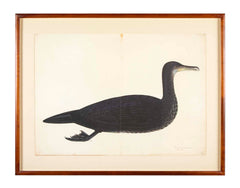 Offset Lithograph of "Comorant, Juvenile", PL 11 from the "The  Great Bird Book" by Olof Rudbeck The Younger