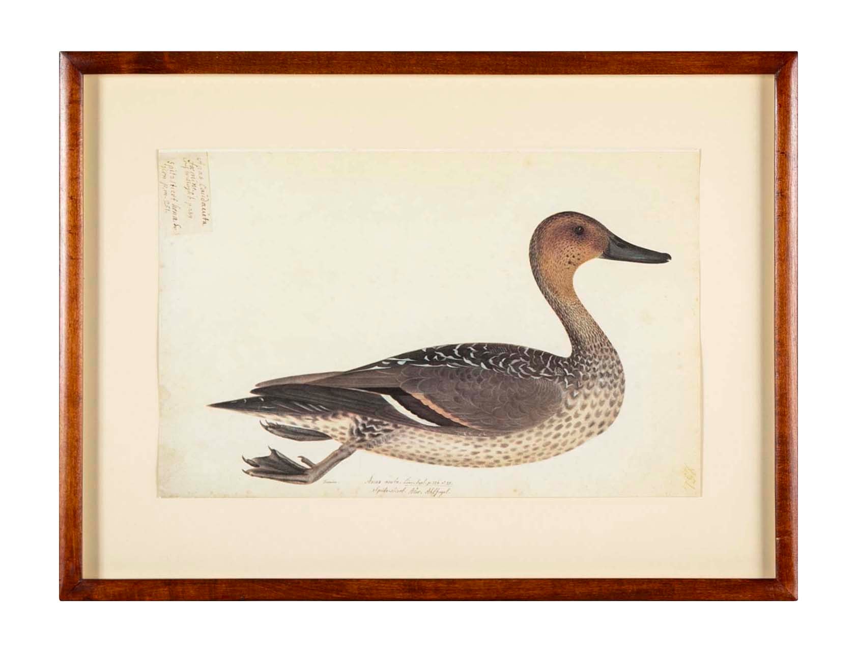 Offset Lithograph of "Anas Acuta Caidacita, Female" from the "The  Great Bird Book" by Olof Rudbeck The Younger