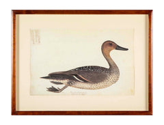 Offset Lithograph of "Anas Acuta Caidacita, Female" from the "The  Great Bird Book" by Olof Rudbeck The Younger
