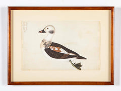 Offset Lithograph of "Anas Varia Minor, Male" from the "The  Great Bird Book" by Olof Rudbeck The Younger