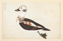 Offset Lithograph of "Anas Varia Minor, Male" from the "The  Great Bird Book" by Olof Rudbeck The Younger