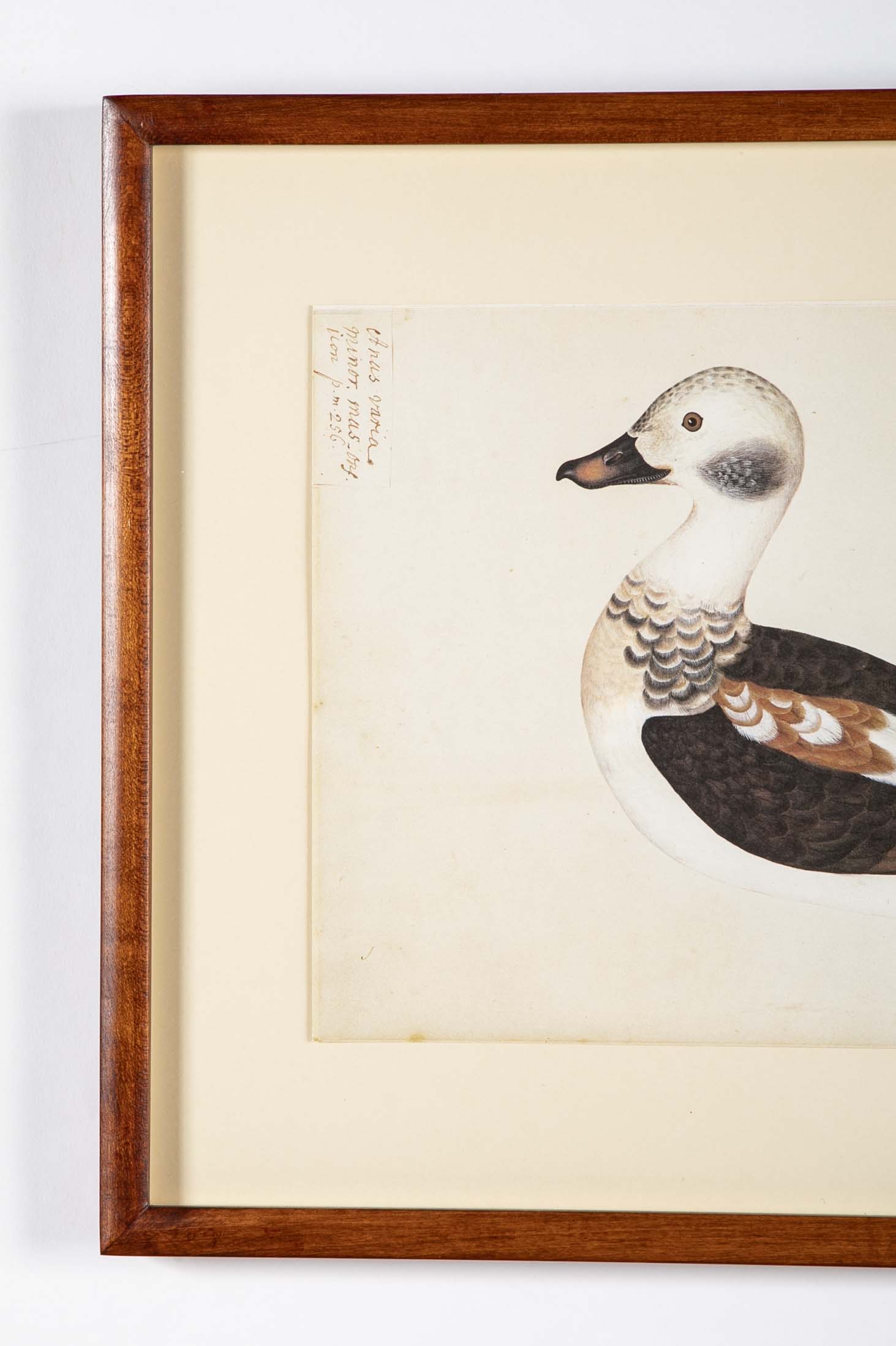 Offset Lithograph of "Anas Varia Minor, Male" from the "The  Great Bird Book" by Olof Rudbeck The Younger