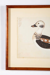 Offset Lithograph of "Anas Varia Minor, Male" from the "The  Great Bird Book" by Olof Rudbeck The Younger