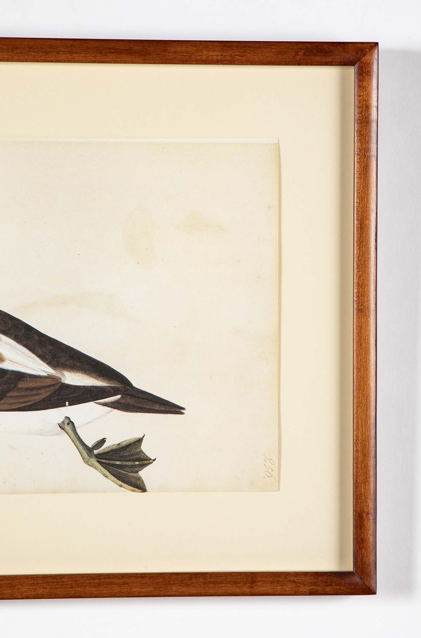 Offset Lithograph of "Anas Varia Minor, Male" from the "The  Great Bird Book" by Olof Rudbeck The Younger