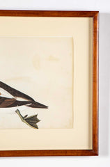 Offset Lithograph of "Anas Varia Minor, Male" from the "The  Great Bird Book" by Olof Rudbeck The Younger