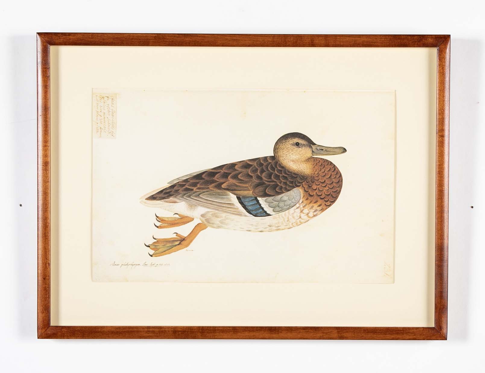 Offset Lithograph of "Anas Platyrhynchos Female" from the "The  Great Bird Book" by Olof Rudbeck The Younger