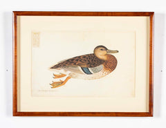 Offset Lithograph of "Anas Platyrhynchos Female" from the "The  Great Bird Book" by Olof Rudbeck The Younger
