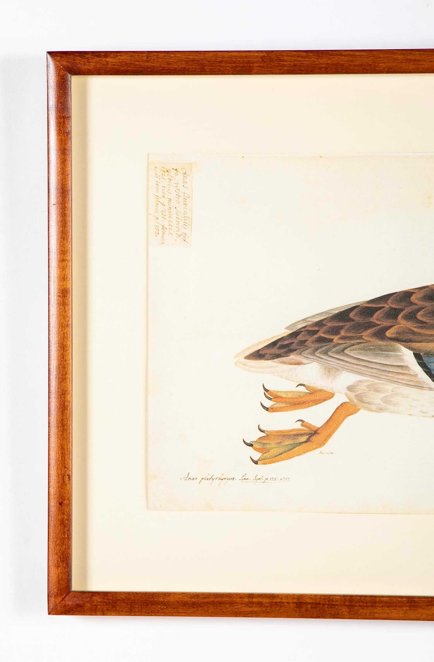 Offset Lithograph of "Anas Platyrhynchos Female" from the "The  Great Bird Book" by Olof Rudbeck The Younger