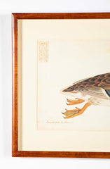Offset Lithograph of "Anas Platyrhynchos Female" from the "The  Great Bird Book" by Olof Rudbeck The Younger