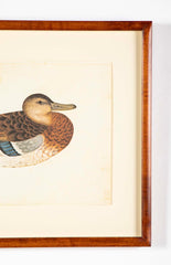 Offset Lithograph of "Anas Platyrhynchos Female" from the "The  Great Bird Book" by Olof Rudbeck The Younger