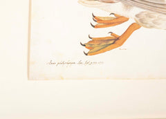 Offset Lithograph of "Anas Platyrhynchos Female" from the "The  Great Bird Book" by Olof Rudbeck The Younger