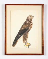 Offset Lithograph of "Rough-Legged Buzzard" from the "The  Great Bird Book" by Olof Rudbeck The Younger