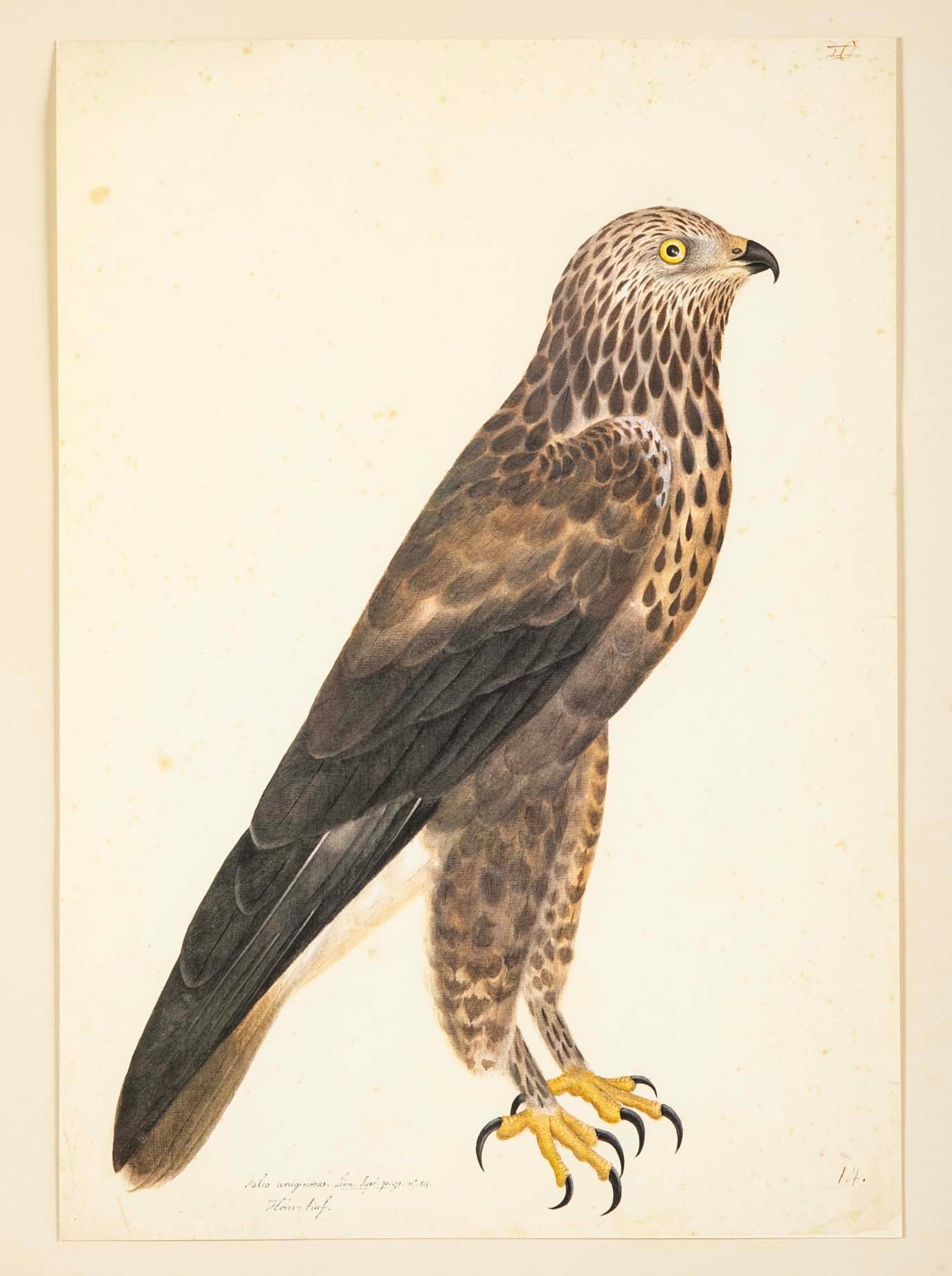 Offset Lithograph of "Rough-Legged Buzzard" from the "The  Great Bird Book" by Olof Rudbeck The Younger