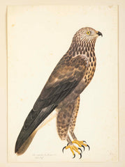 Offset Lithograph of "Rough-Legged Buzzard" from the "The  Great Bird Book" by Olof Rudbeck The Younger