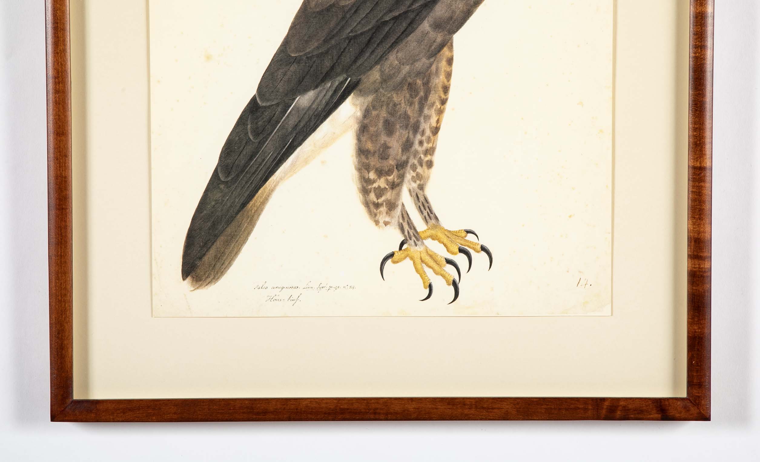 Offset Lithograph of "Rough-Legged Buzzard" from the "The  Great Bird Book" by Olof Rudbeck The Younger
