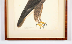 Offset Lithograph of "Rough-Legged Buzzard" from the "The  Great Bird Book" by Olof Rudbeck The Younger
