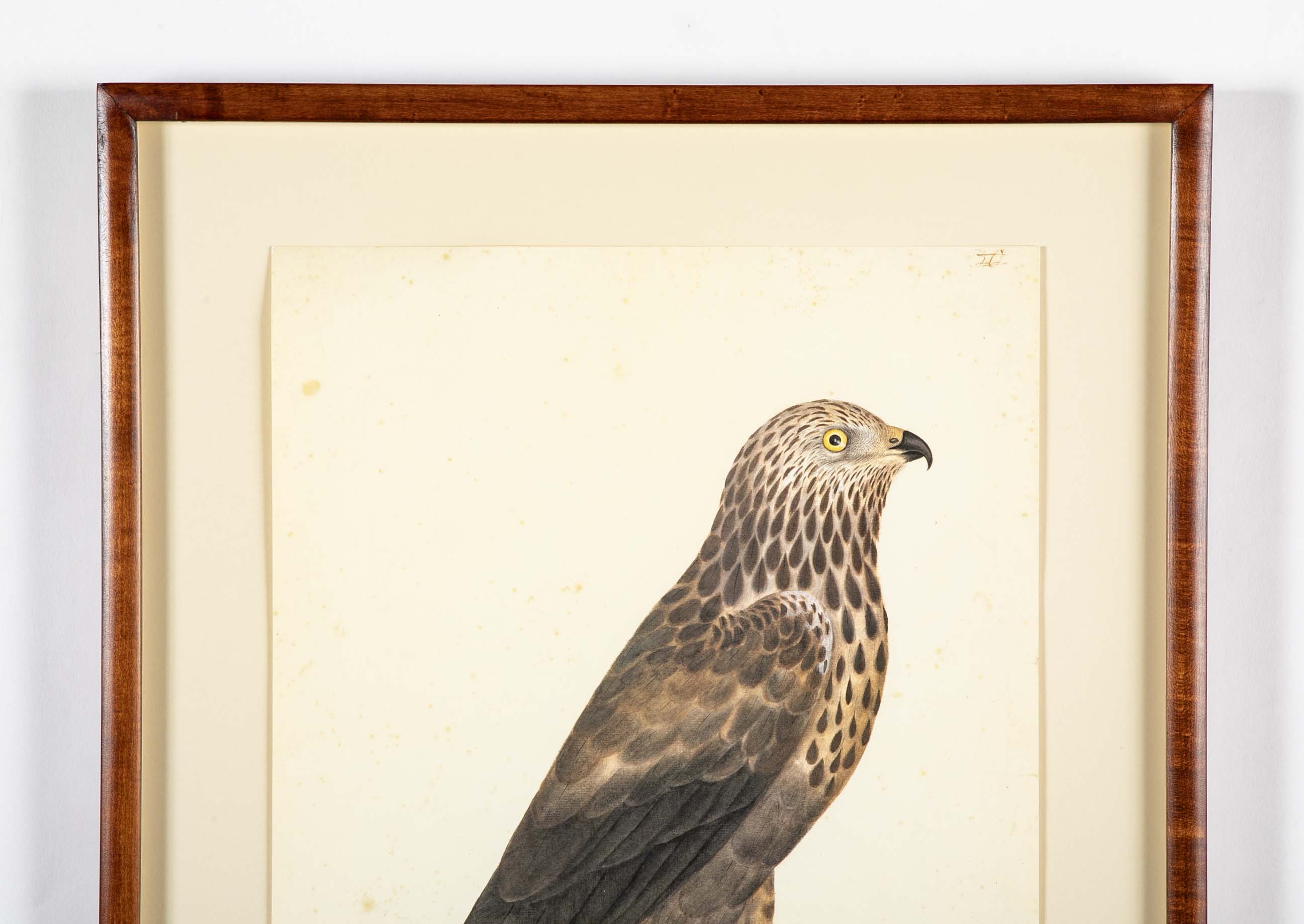 Offset Lithograph of "Rough-Legged Buzzard" from the "The  Great Bird Book" by Olof Rudbeck The Younger