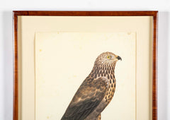 Offset Lithograph of "Rough-Legged Buzzard" from the "The  Great Bird Book" by Olof Rudbeck The Younger