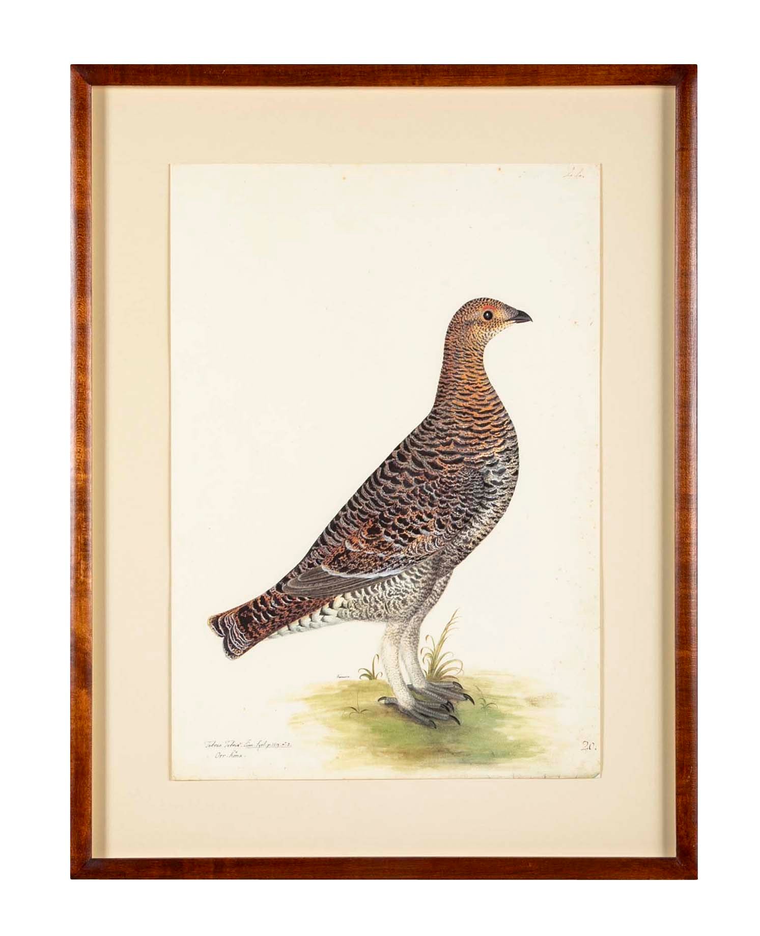 Offset Lithograph of "Black Grouse Hen, PL 20"  from the "The  Great Bird Book" by Olof Rudbeck The Younger