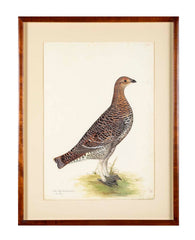 Offset Lithograph of "Black Grouse Hen, PL 20"  from the "The  Great Bird Book" by Olof Rudbeck The Younger
