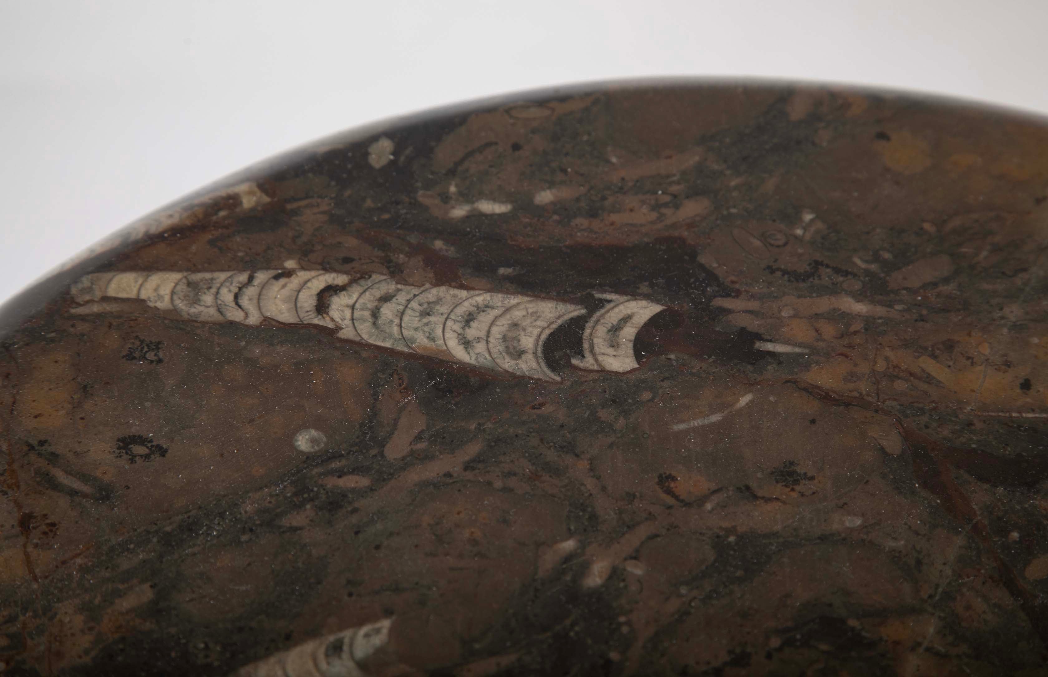 Round Fossilized Top Three Legged Pedestal Table Base in Black Lacquered Metal