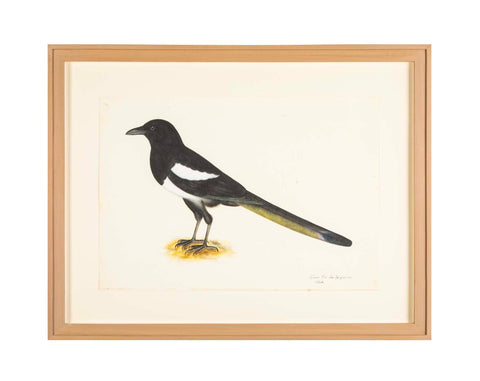 Offset Lithograph of "Magpie, PL 16" from the "The  Great Bird Book" by Olof Rudbeck The Younger