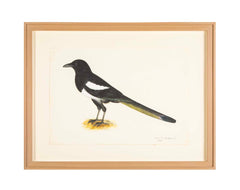Offset Lithograph of "Magpie, PL 16" from the "The  Great Bird Book" by Olof Rudbeck The Younger