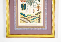 Set of 5 Chromolithographs of The Great Barrier Reef by W. Saville-Kent