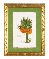 Pierre Joseph Buchoz Original Hand Colored Engraving of Fritillaria Imperialis