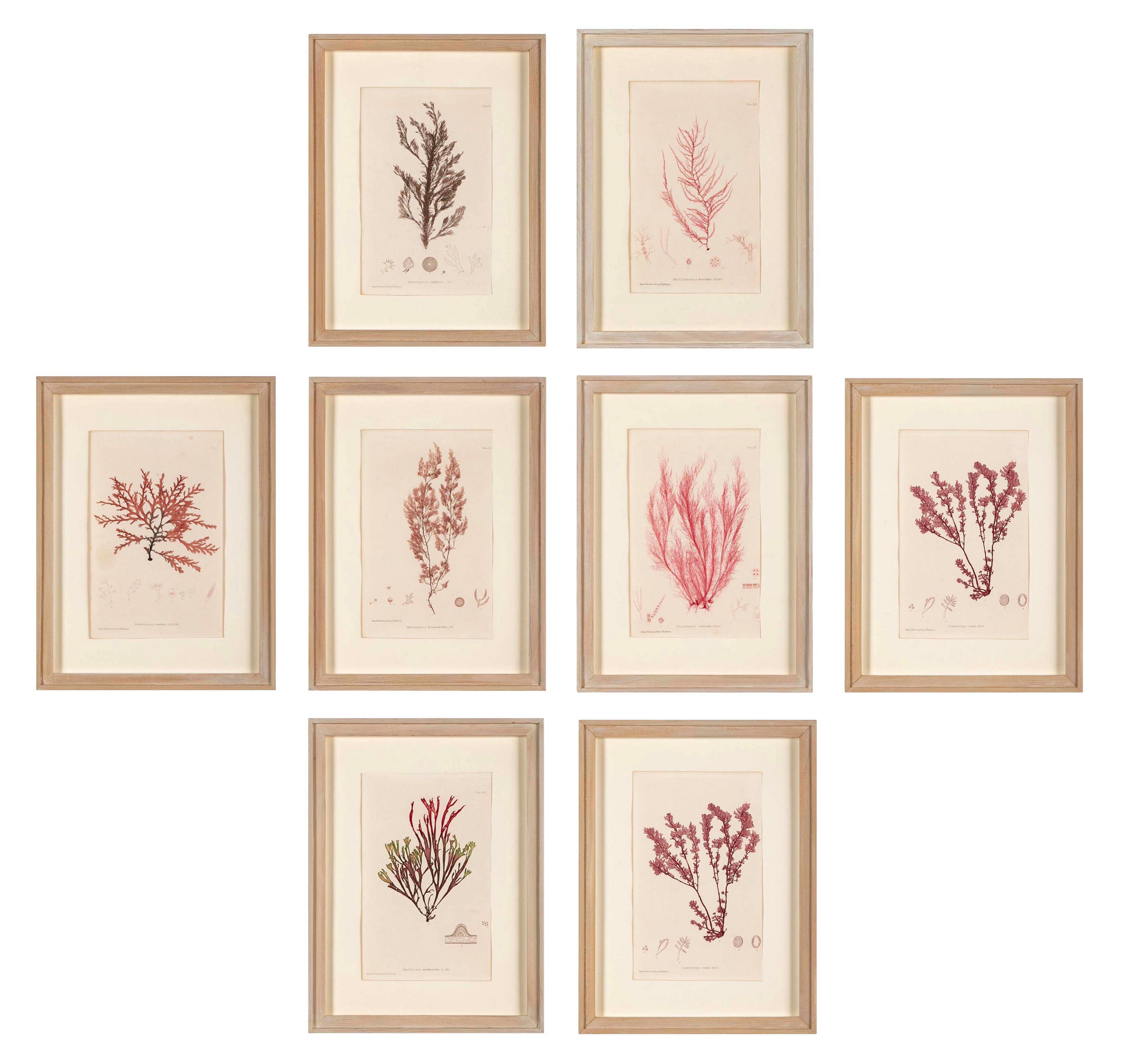 "Nature" 8 Prints of Sea Flora by Henry Bradbury - Priced Individually