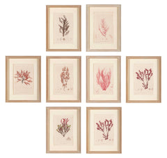 "Nature" 8 Prints of Sea Flora by Henry Bradbury - Priced Individually