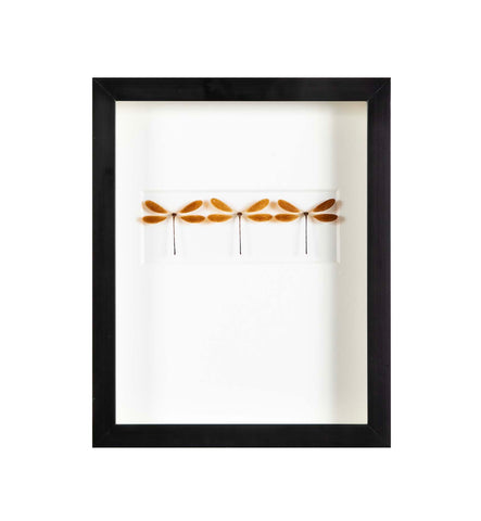 "Butterfly Trio" in Shadow Box by Christopher Marly