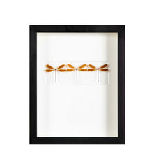 "Butterfly Trio" in Shadow Box by Christopher Marly