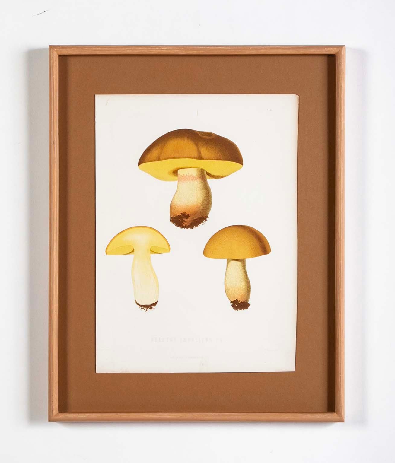 10 Chromolithograph Plates of Fungi by Swedish Botanist Elias Magnus Fries - Priced Individually at $950 EACH