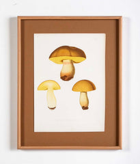 10 Chromolithograph Plates of Fungi by Swedish Botanist Elias Magnus Fries - Priced Individually at $950 EACH