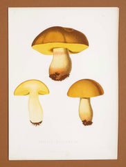 10 Chromolithograph Plates of Fungi by Swedish Botanist Elias Magnus Fries - Priced Individually at $950 EACH