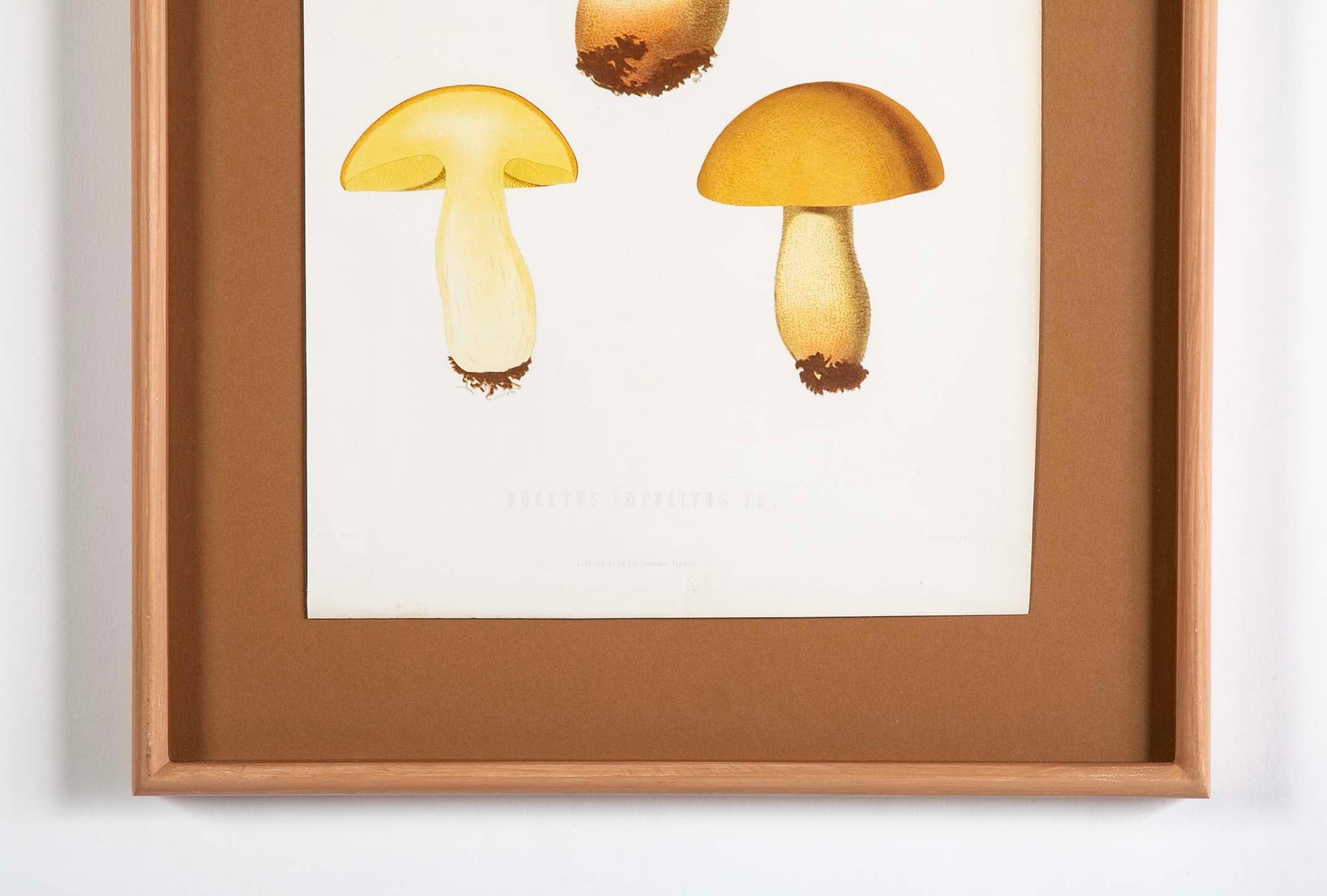 10 Chromolithograph Plates of Fungi by Swedish Botanist Elias Magnus Fries - Priced Individually at $950 EACH